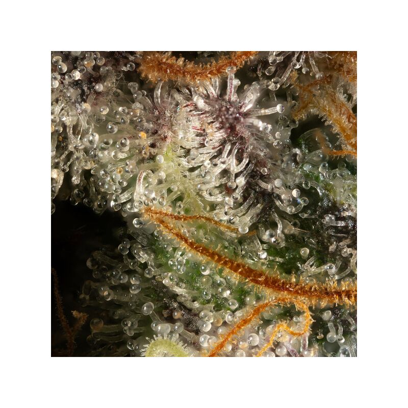 Kiwi x Papaya, Фасовка: 5, изображение 3